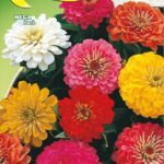 Semillas De Zinnia Gigante Doppia Fior Di Dalia Mix
