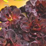 Semillas De Achicoria Roja Precoz De Verona