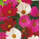 Semillas De Cosmos Sensación Mix