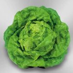 Semillas de Lechuga Reina de Mayo 100 Grs