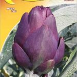 Semillas De Alcachofas Violeta De Provence