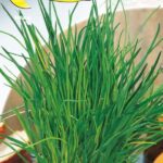 Semillas De Stridolo O Carletti