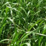 Semilla Ballica Nui Importada 25 Kilos