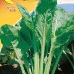 Semillas De Acelga Verde Suave De Corte