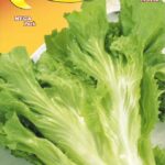 Semillas De Endivia Scarola Cornetto Di Bordeaux