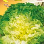 Semillas De Endivia Escarola Rubia Corazón Lleno