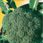 Semillas De Repollo Broccolo Calabrese Medio Precoce