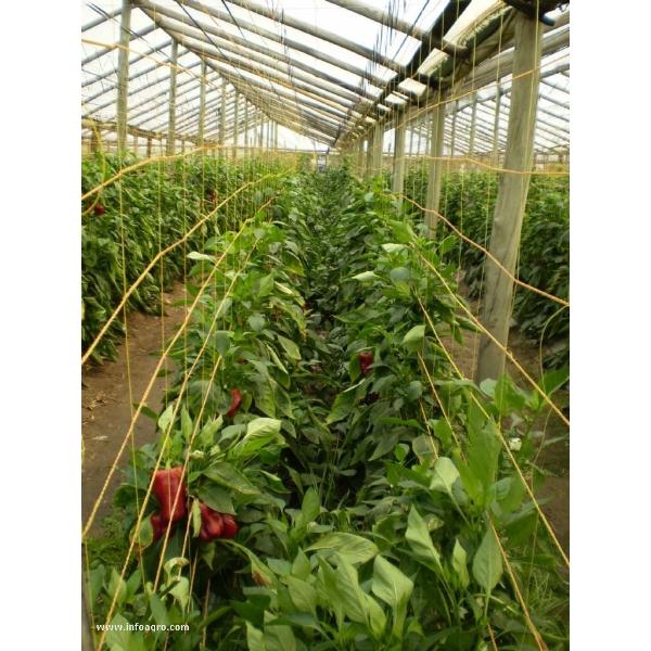 Malla Entutorado Flores 6 Cuadros 0,90 Mts X 1000 Mt Naranja