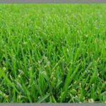 Semilla Poa Triviallis 22.7 Kilos