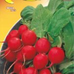 Semillas De Rábano Saxa