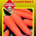 Semillas de Zanahoria Chantenay Red Cored