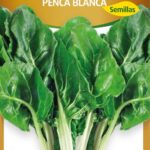 Semillas de Acelga Verde