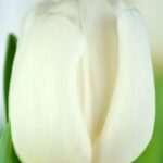 Bulbo de Tulipán Antarctica Blanca