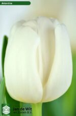 Bulbo de Tulipán Antarctica Blanca