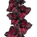 Bulbo de Gladiolo Black Sea