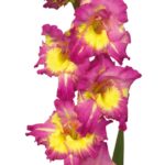 Bulbo de Far West, Lila fuerte fondo Amarillo