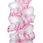 Bulbo de Gladiolo My Love