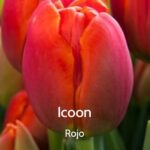 Bulbo de Tulipán Icoon Rojo