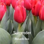 Bulbo de Tulipán Surrender Rosado Liso