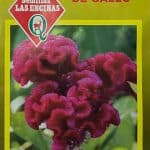 Semillas de Celosía Cresta De Gallo