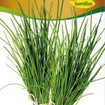 Semillas de Ciboulette