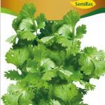 Semillas De Cilantro Verdor