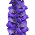 Bulbo de Gladiolo Cookie