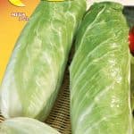 Semillas De Achicoria Blanca De Milán