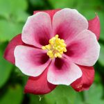 Semillas De Aquilegia Doble Mix - Imagen 3