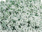 Semillas De Alyssum Enana Alfombra De Nieve  - Imagen 5