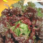Semillas De Lechuga Roja De Trento