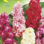 Semillas De Alheli Encarnado Gigante Doble Mix