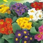 Semillas De Primavera 