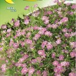 Semillas De Gipsofila Rosa