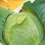 Semillas De Repollo Cappuccio Brunswick