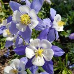Semillas De Aquilegia Doble Mix - Imagen 5