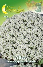 Semillas De Alyssum Enana Alfombra De Nieve 