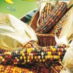 Semillas De Maíz Ornamental En Mix