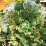 Semillas De Lechuga Maravilla de Verano Canasta