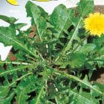 Semillas De Tarassaco O Dente Di Leone