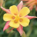 Semillas De Aquilegia Doble Mix - Imagen 4