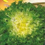 Semillas De Endivia Riccia Pancalieri A Costa Bianca