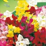 Semillas De Boca De León Media Alta Mix