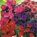 Semillas De Mezcla Híbrida De Petunia Nana