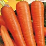 Semillas De Zanahoria Berlicum