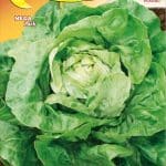 Semillas De Lechuga Maravilla De Invierno