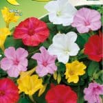 Semillas De Bella De Noche