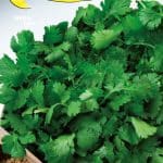 Semillas De Cilantro