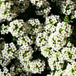 Semillas De Alyssum Enana Alfombra De Nieve  - Imagen 4