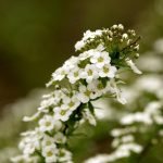 Semillas De Alyssum Enana Alfombra De Nieve  - Imagen 3